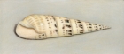 15 'Auger Shell III' pastel 14 x 28 cm 2001