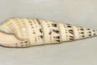 15 'Auger Shell III' pastel 14 x 28 cm 2001