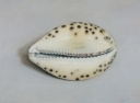 16 'Cowrie Shell' pastel 17 x 23 cm 2001