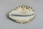 16 'Cowrie Shell' pastel 17 x 23 cm 2001