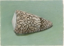 17 'Shell on green' 12.5 x 17.5 cm 1996
