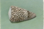17 'Shell on green' 12.5 x 17.5 cm 1996