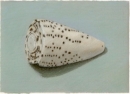 18 '..shell on green' 12.5 x 15.5 cm 1995