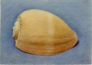 19 'Orange shell' pastel 24 x 34 cm 1994