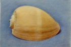 19 'Orange shell' pastel 24 x 34 cm 1994