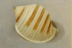 20 'Scotch Bonnet shell' pastel 18 x 20 cm 1994 (Private collection)