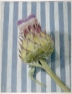31-cardoon-pastel-22-x-18-cm-1995