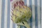 31-cardoon-pastel-22-x-18-cm-1995