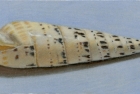 34-auger-shell-ii-pastel-12-x-27-cm-2000