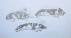 4 'Benson' pencil 30 x 42 cm 1996 (Private collection)
