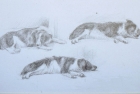 4 'Benson' pencil 30 x 42 cm 1996 (Private collection)