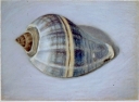 PSL17 'Blue whelk' pastel 13 x 18 cm 1995 (Private collection)