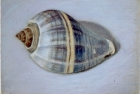 PSL17 'Blue whelk' pastel 13 x 18 cm 1995 (Private collection)