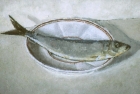 OSL043 \'Sardine\' oil on canvas 23 x36 cm 1985 (Private collection)