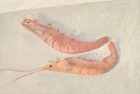 OSL045 \'Crevettes\' oil on canvas 21 x 32 cm 1985