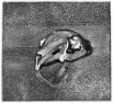 30 E05 'Still life' etching and aquatint, plate 10 x 11 cm 1982