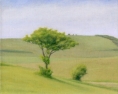 22 OL154 \'Tree near Birling Gap\' 20 x 25 cm oil on canvas 2009