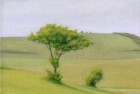 22 OL154 \'Tree near Birling Gap\' 20 x 25 cm oil on canvas 2009
