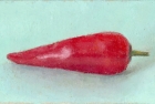 OSL140 \'Red chilli pepper\' oil on canvas board 10.5 x 18.5 cm 2003