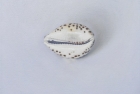 OSL203 \'Cowrie shell on grey\' 30 x 33.5 cm 2013