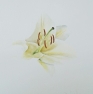 3 'Lily' watercolour 30 x 30 cm 2014