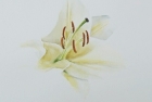 3 'Lily' watercolour 30 x 30 cm 2014