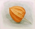 4 'Chinese lantern' watercolour 20 x 22 cm 1997
