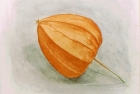 4 'Chinese lantern' watercolour 20 x 22 cm 1997