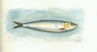 5 'Sardine' watercolour 25 x 35 cm 1995