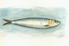 5 'Sardine' watercolour 25 x 35 cm 1995