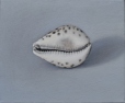 OSL277-Cowrie-shell-on-grey-oil-on-canvas-25.5-x-30.5-cm-2020