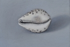 OSL277-Cowrie-shell-on-grey-oil-on-canvas-25.5-x-30.5-cm-2020