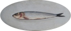 OSL293-Sardine-on-white-oval-oil-on-canvas-14-x-31.5-cm-2021