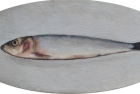 OSL293-Sardine-on-white-oval-oil-on-canvas-14-x-31.5-cm-2021