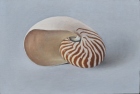 OSL303-Nautilus-oil-on-canvas-25.5-x-38-cm-2022