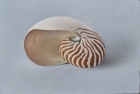 OSL303-Nautilus-oil-on-canvas-25.5-x-38-cm-2022